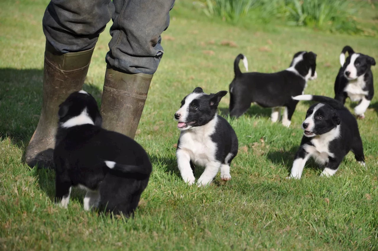 Oireachtas to consider calls to make killing of pets ‘akin to murder’