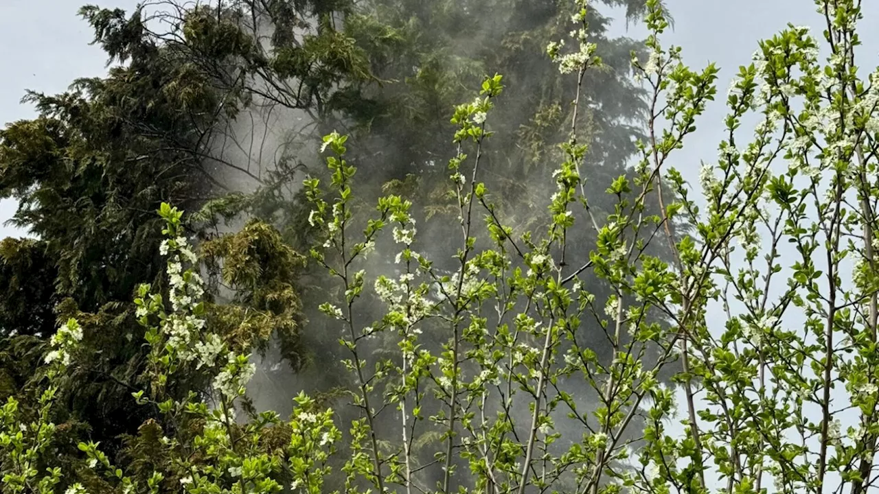 Passant löscht brennenden Baum in Ottenschlag