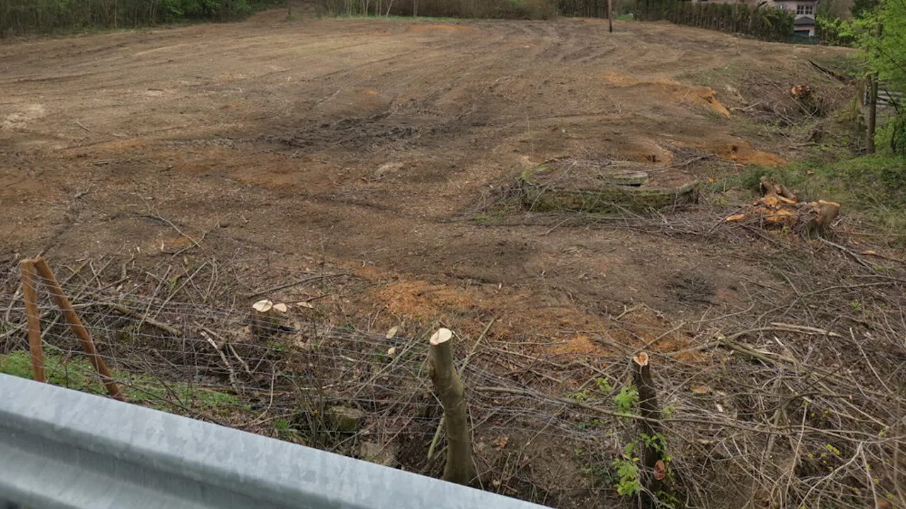 Wirbel um Rodung für Baugrund in Pressbaum