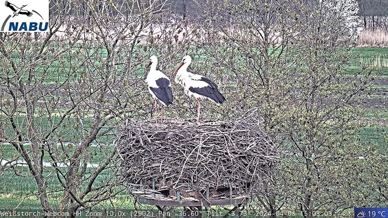 Hamburg & Schleswig-Holstein: Neue Frau von Hamburgs Webcam-Storch Fiete heißt Jette