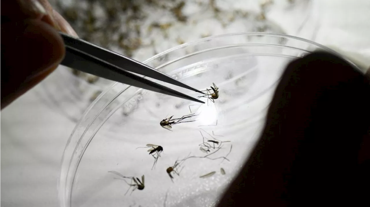 Científicos de Brasil usan los mosquitos como 'caballos de Troya' para neutralizar el dengue