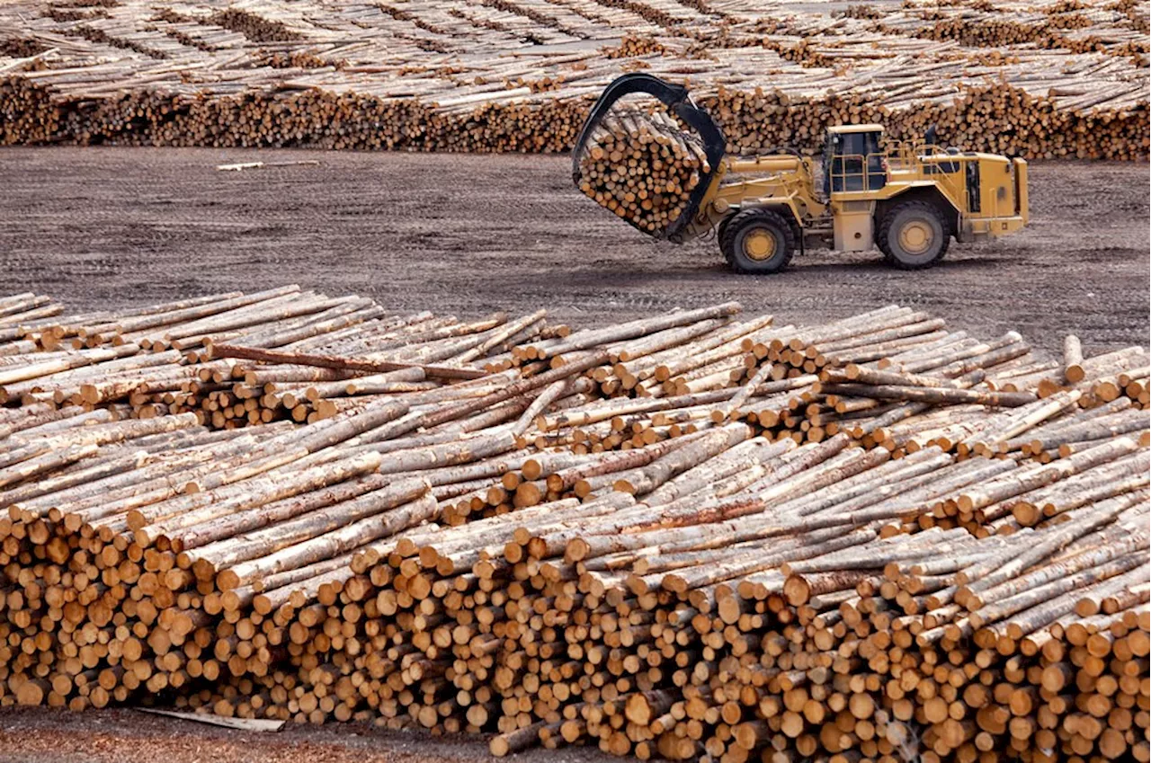 Dwindling Wood Supply and Government Policies Scare Away Investment in B.C.'s Forestry Industry