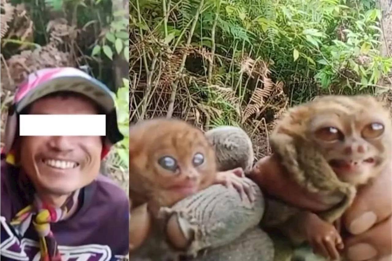 DENR investigates viral video of mistreatment of Philippine Tarsiers