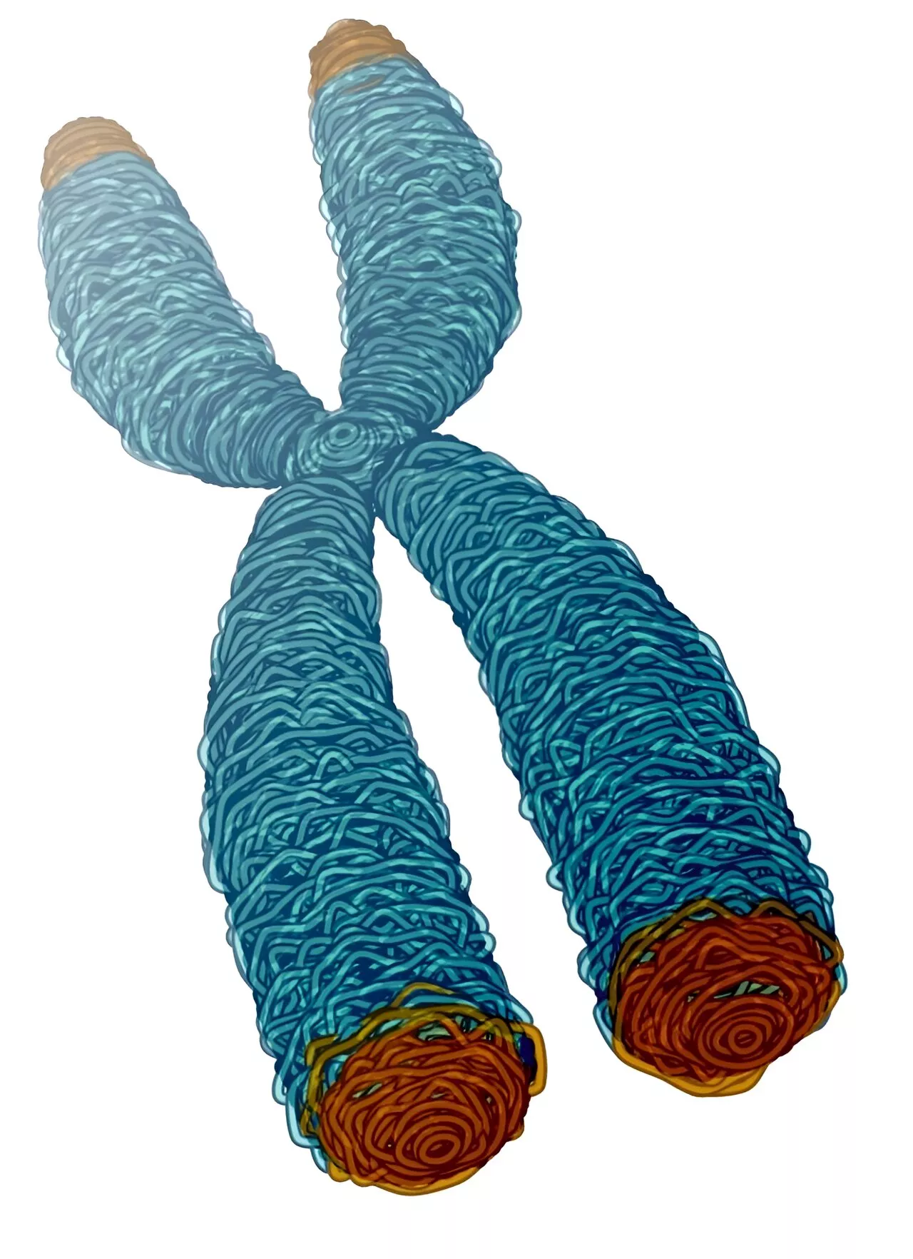 New study finds potential targets at chromosome ends for degenerative disease prevention