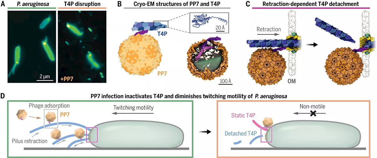 Researchers resolve old mystery of how phages disarm pathogenic bacteria