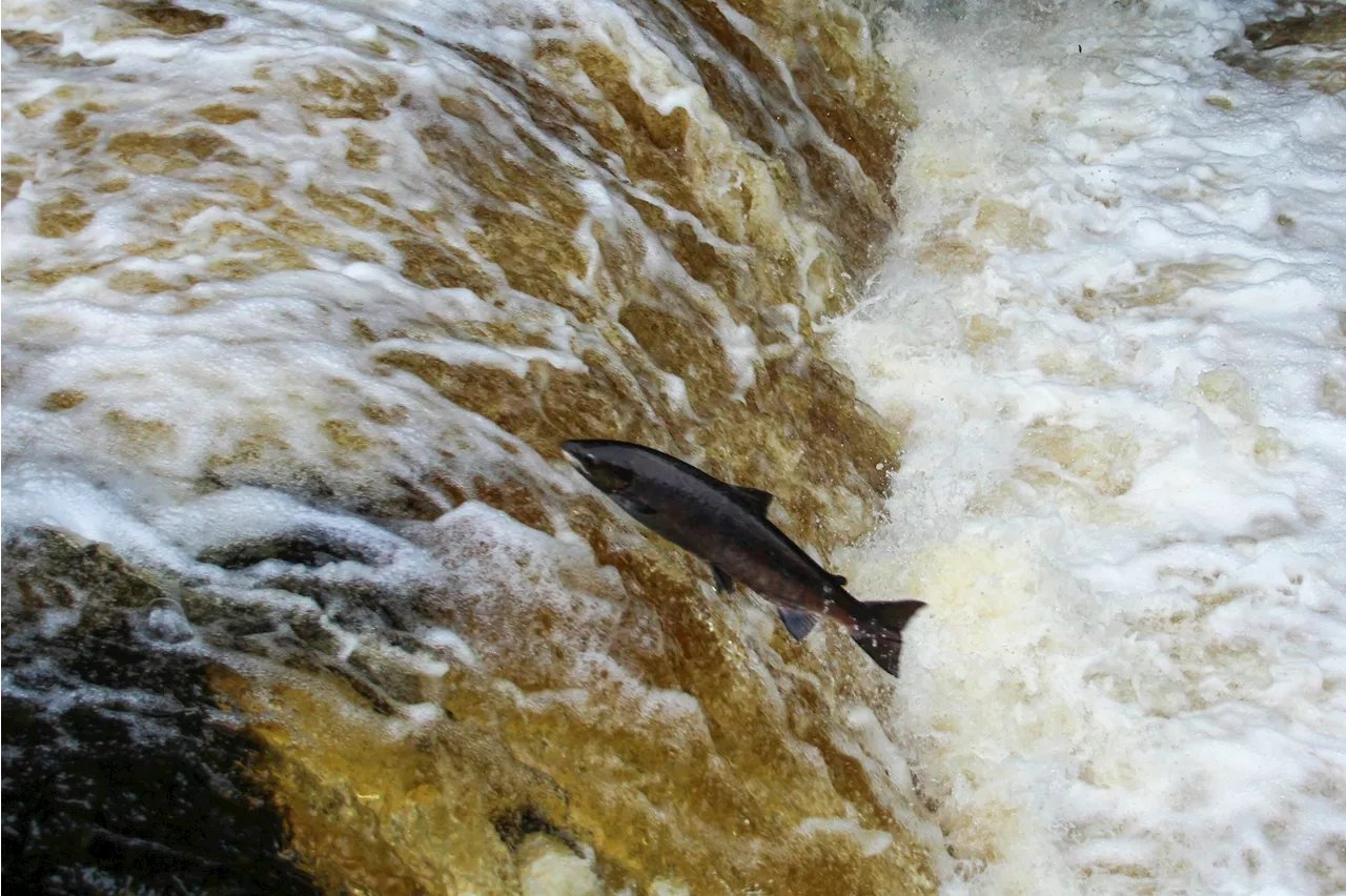 River restoration is encouraging Atlantic salmon to return to heart of the UK