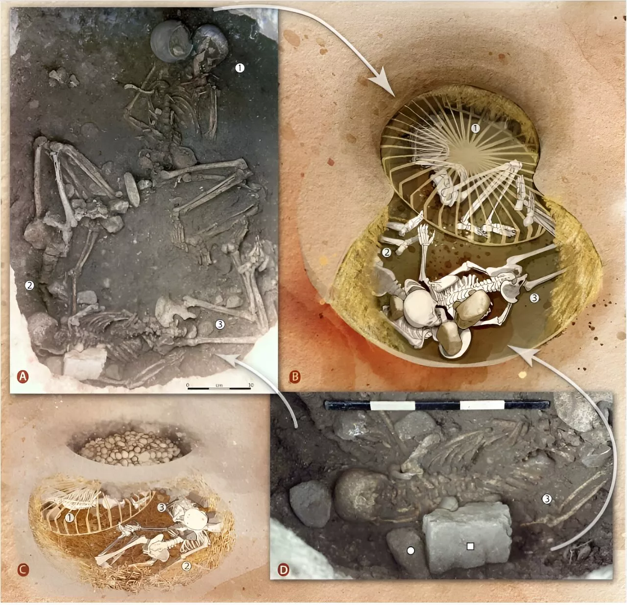 Team finds evidence of commonly conducted ritualized human sacrifice across Europe in the Stone Age