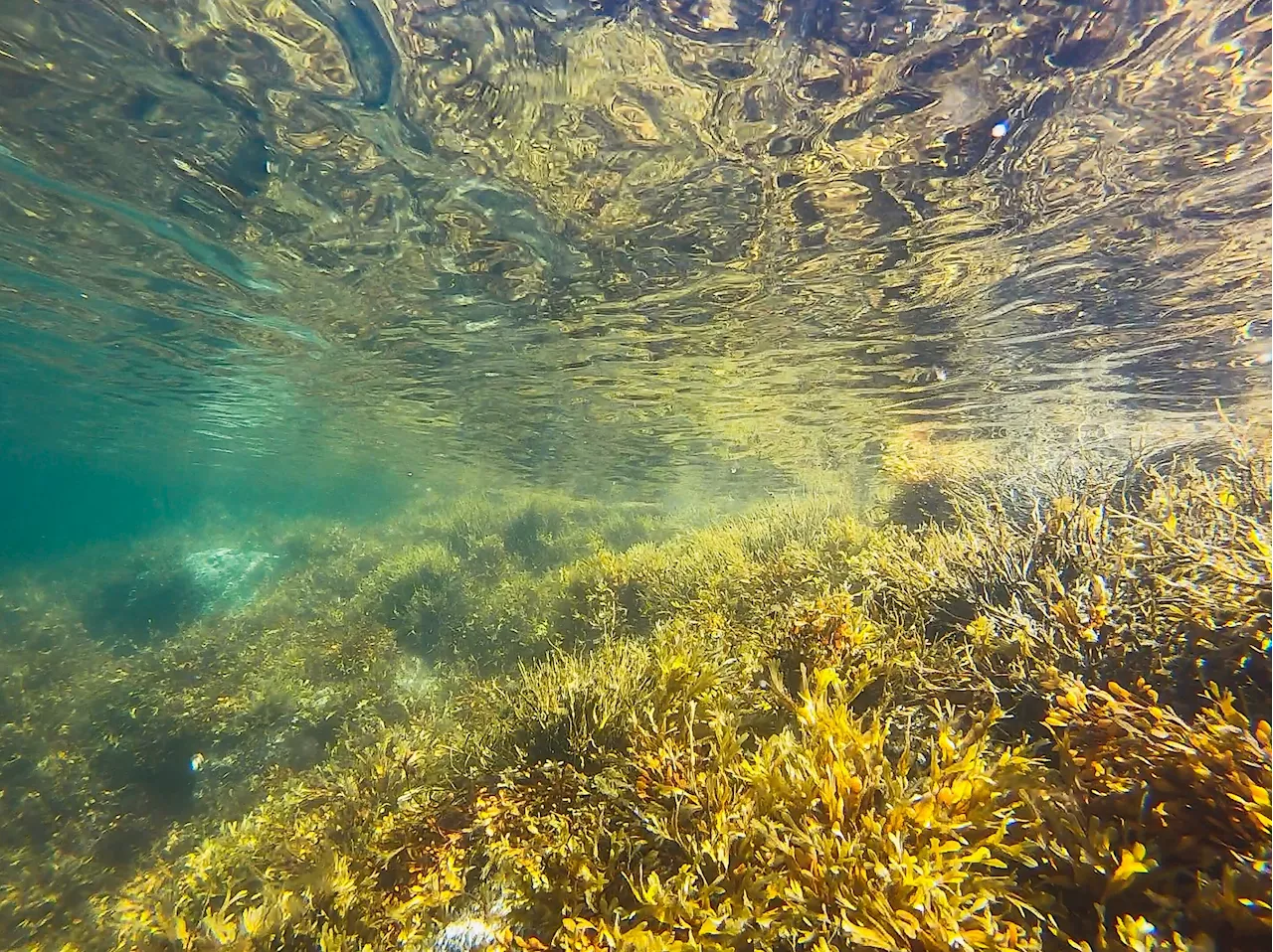 Why some of British Columbia's kelp forests are in more danger than others