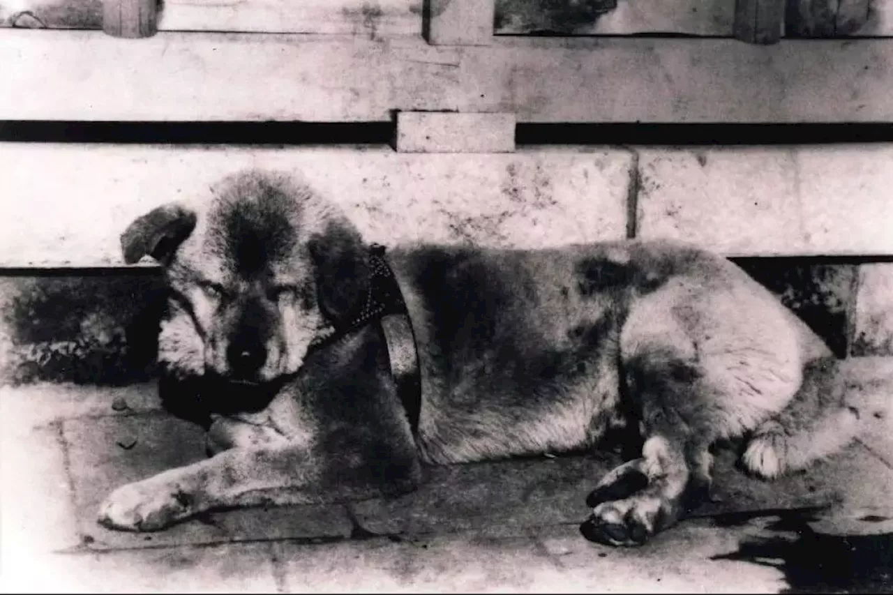 Hachiko, el perro que esperó nueve años por su dueño (pese a que había fallecido)