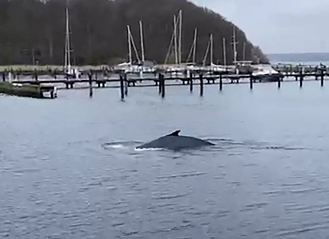 Buckelwal in der Ostsee: Tier in Kieler Förde gesichtet​