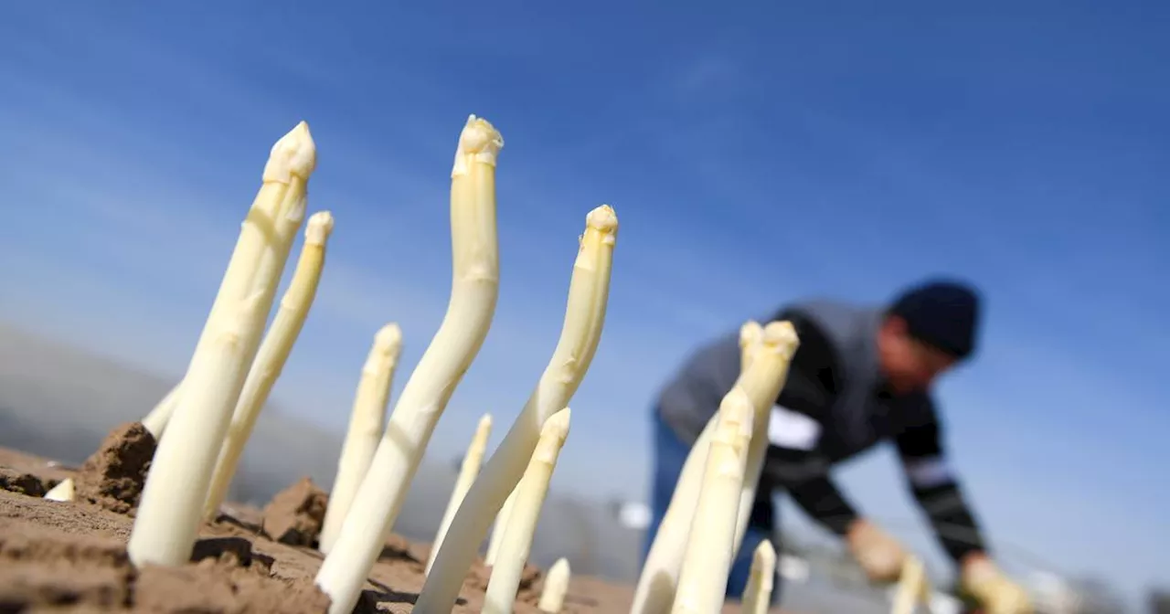 Spargel-Saison 2024: Ernten, Auftauen, Kochen - 10 Fakten zum Gemüse