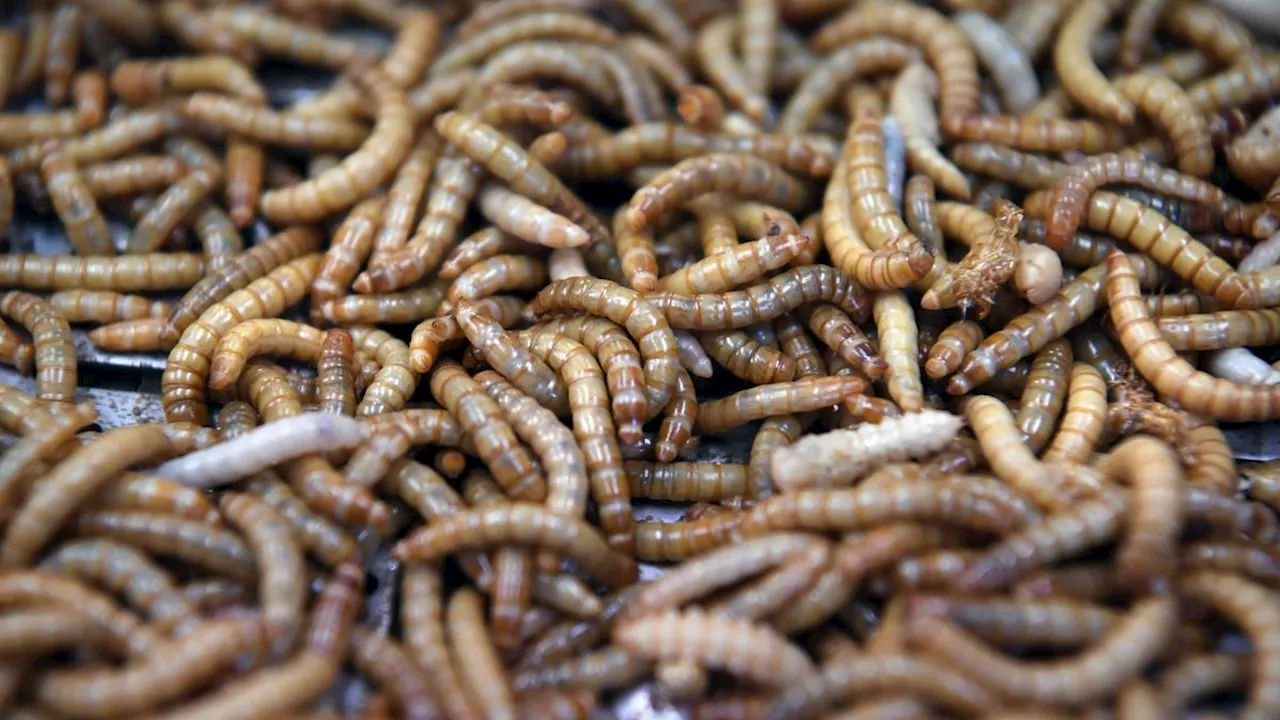 Insectenkweker Wadudu sluit deuren in Hoogersmilde: locatie Beilen blijft wel open