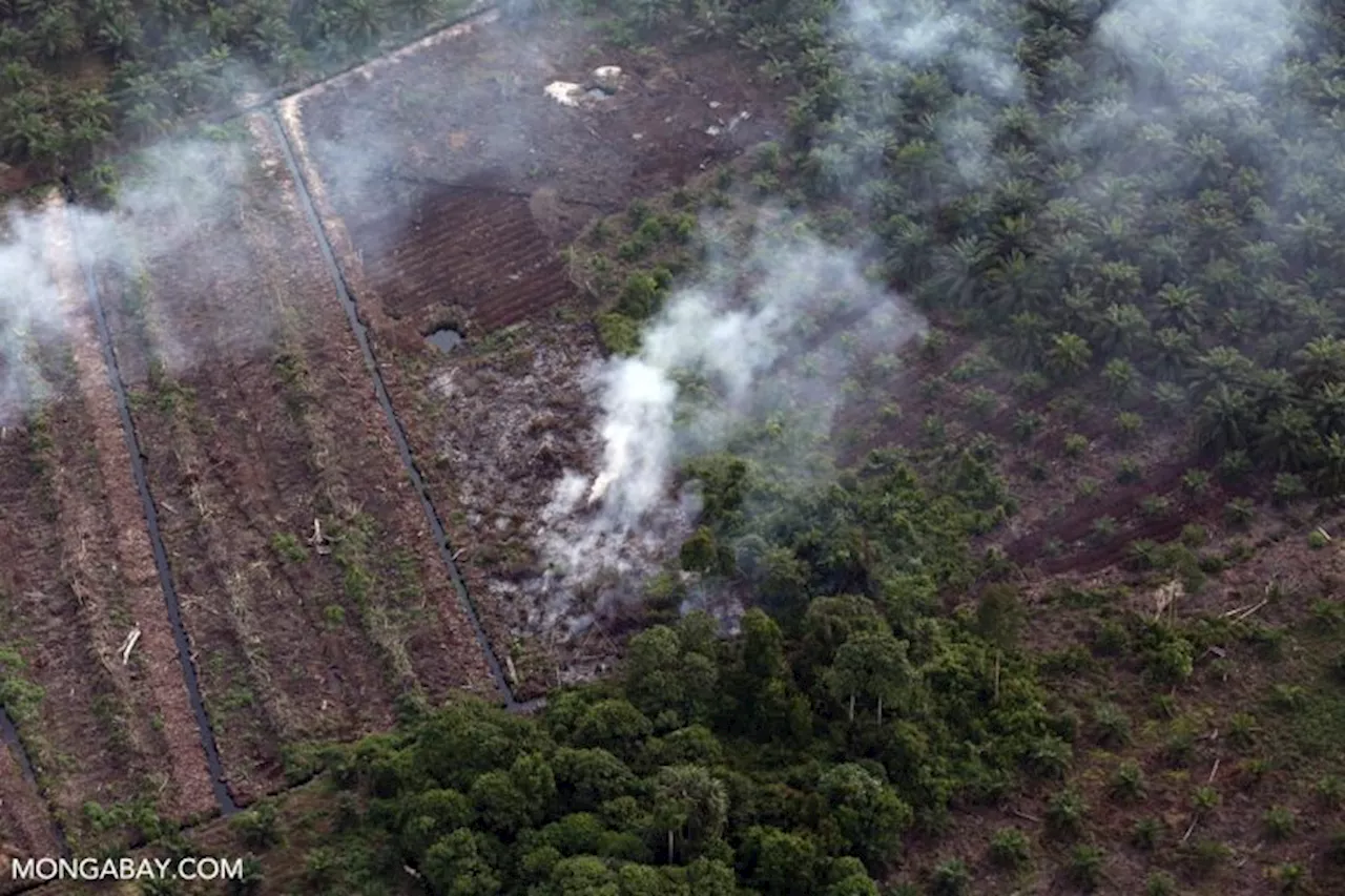 Positive Trend in Indonesia's 2023 Fire Season Despite Increased Land and Forest Fires