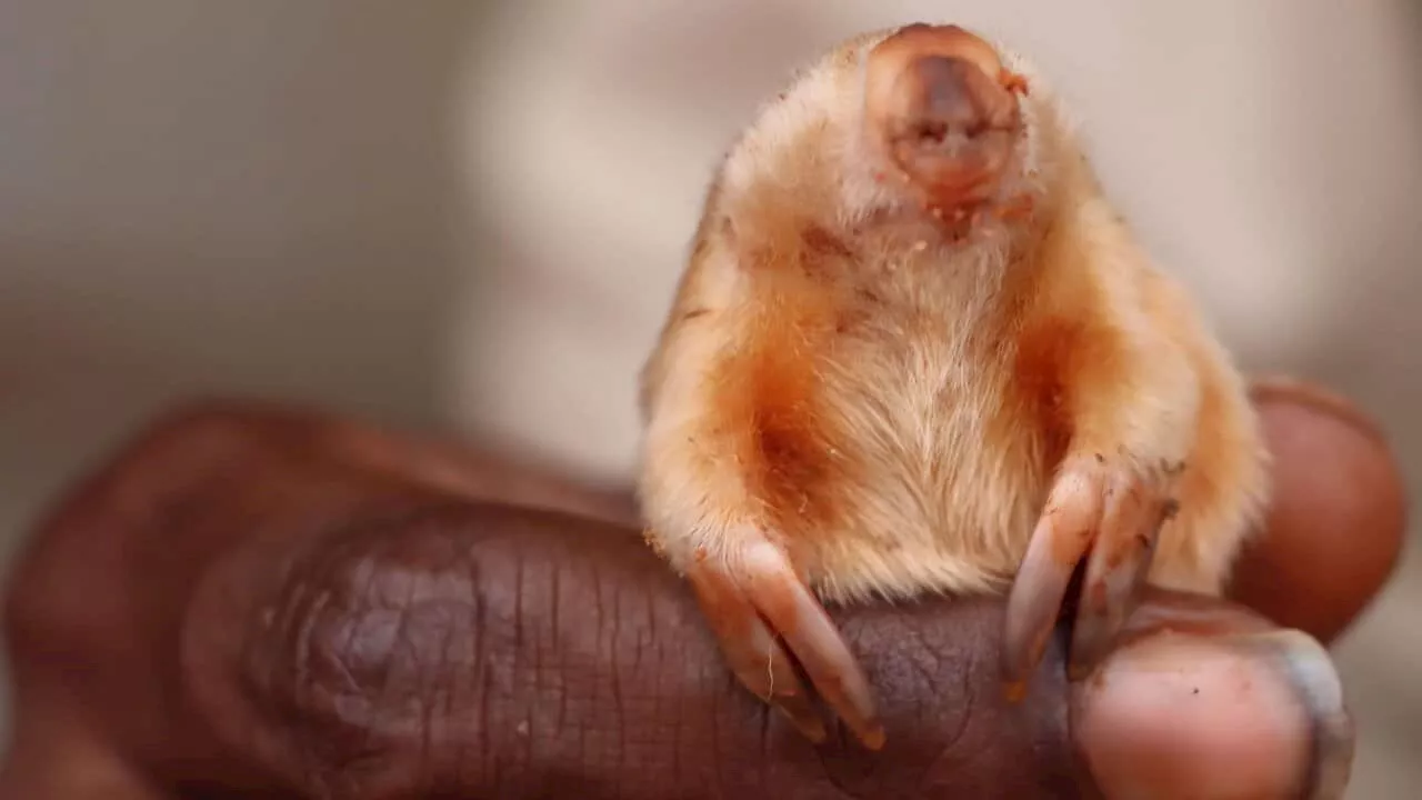 Elusive Golden Marsupial Photographed in Western Australia