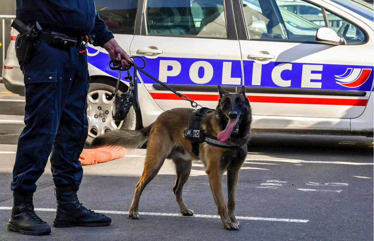 Il veut caresser un chien, mais l’animal appartient à la brigade canine et renifle la drogue qu’il transporte