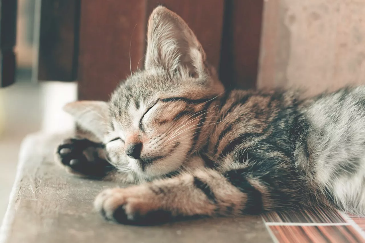 Tapeworms: A Common Parasite in Cats