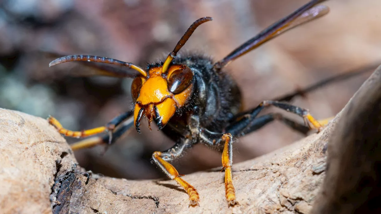 Urgent warning over Asian hornets as EIGHT killer insects are caught near UK mainland