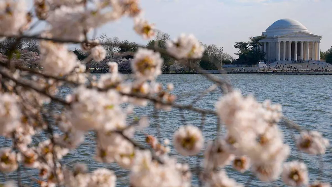 Japan is giving Washington 250 new cherry trees to replace those to be lost in construction work