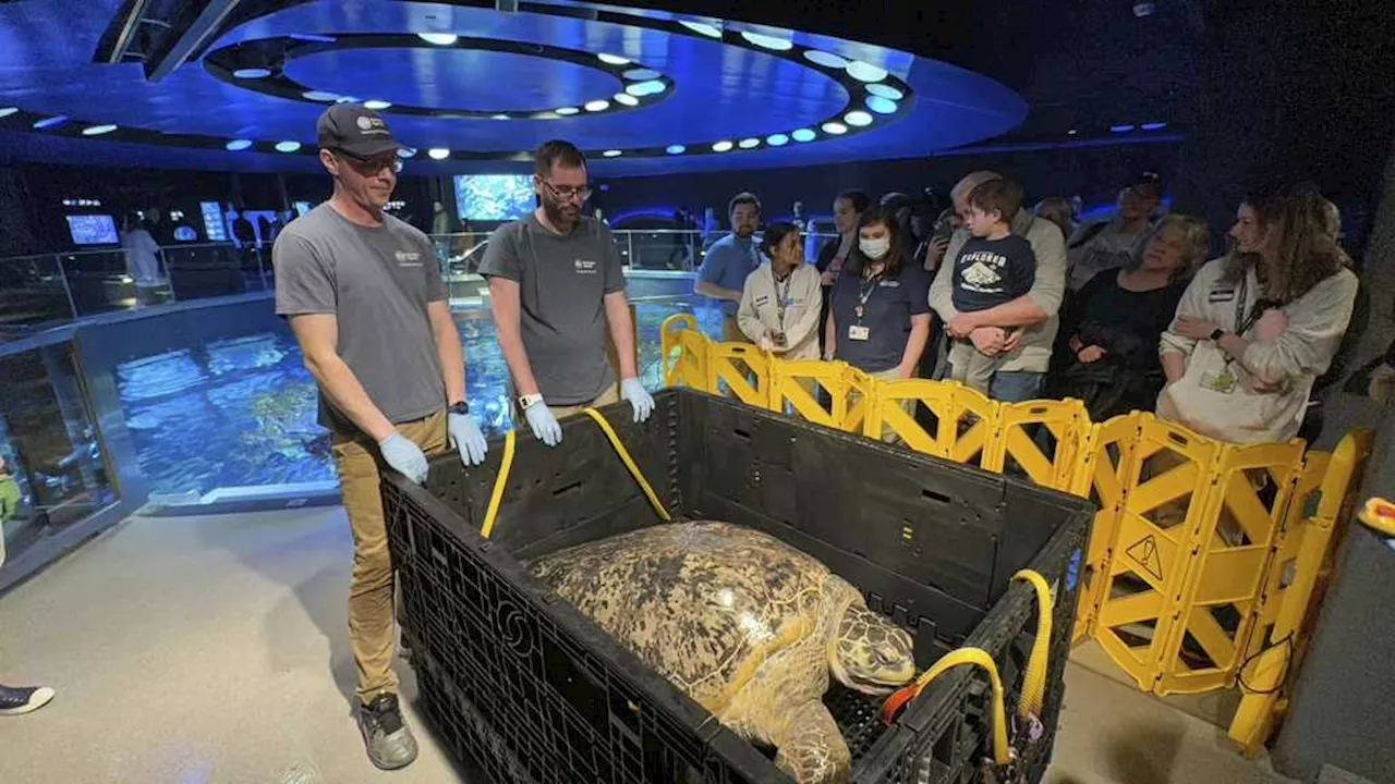 Myrtle, an ancient sea turtle housed at Boston aquarium for more than 50 years, passes another physical