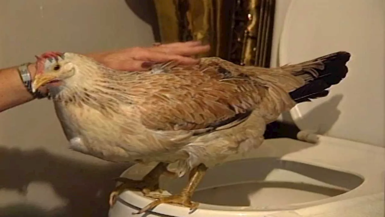 NATIONAL PET DAY: Potty-trained chicken also wore makeup in retro find