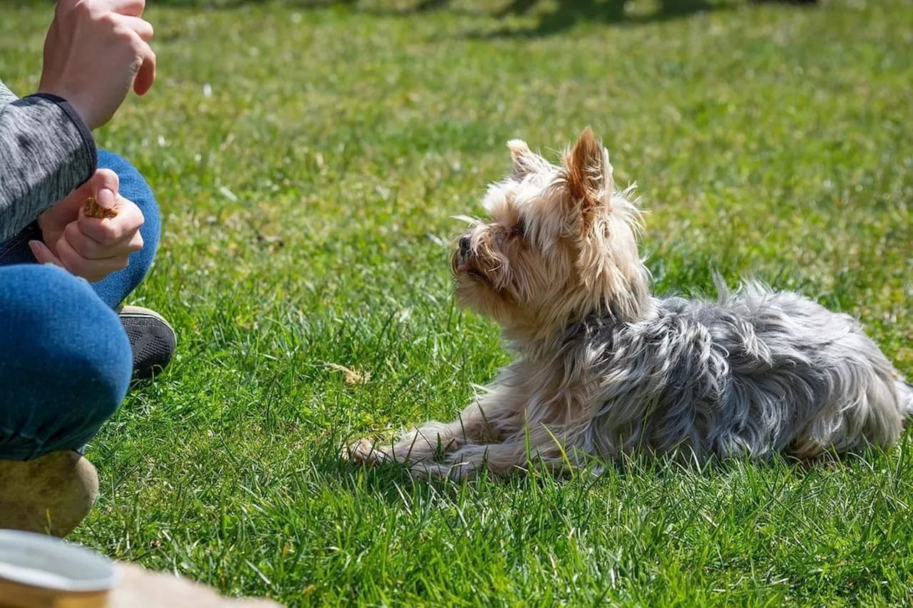 Thornberry Animal Sanctuary: Yorkshire animal rescue allowed to use Green Belt land for dog rehabilitation field