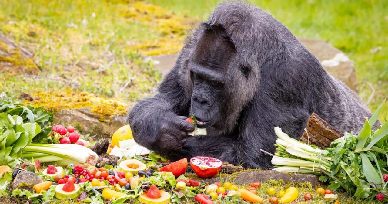 Fatou, the world's oldest gorilla, celebrates her 67th birthday