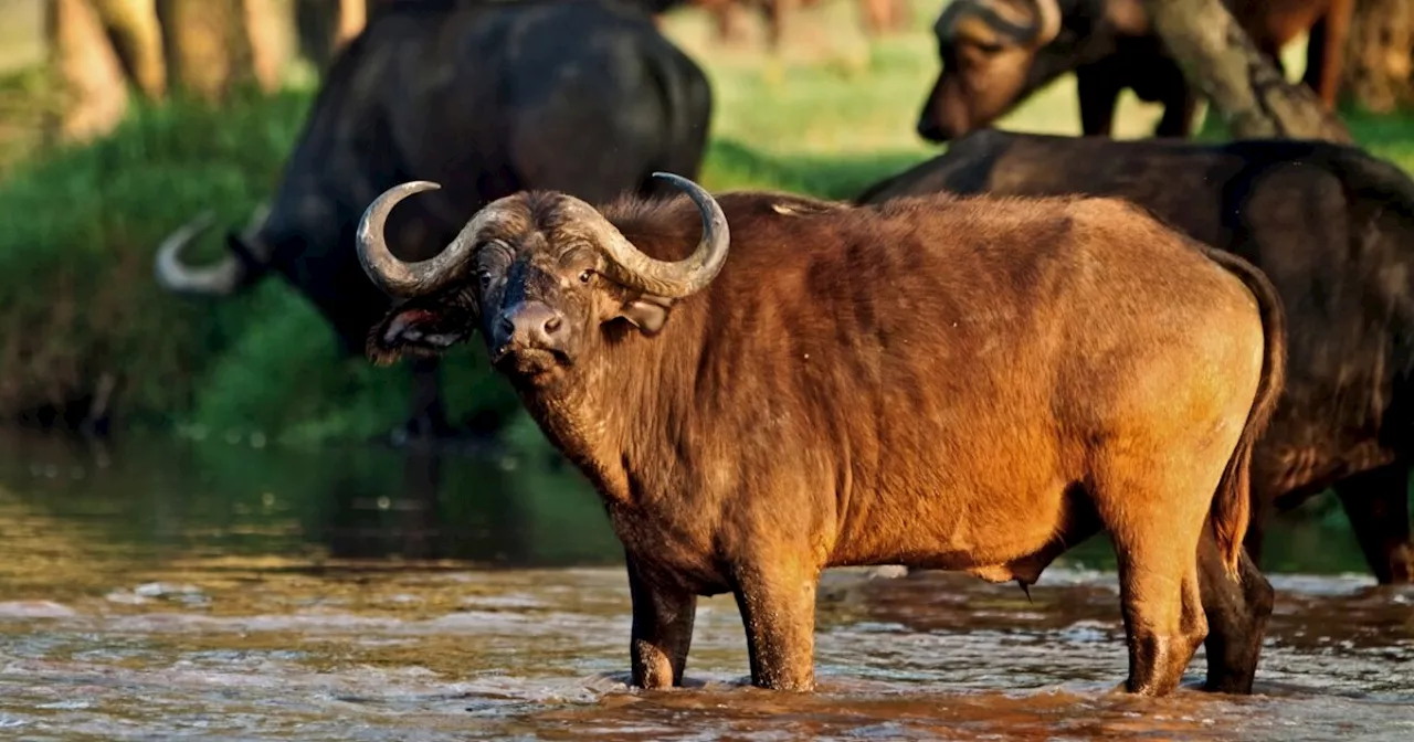 Wild Buffaloes Electrocuted by Low-Lying Power Lines in Kenya