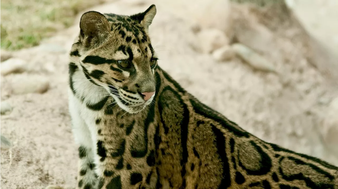 Denver Zoo euthanizes clouded leopard