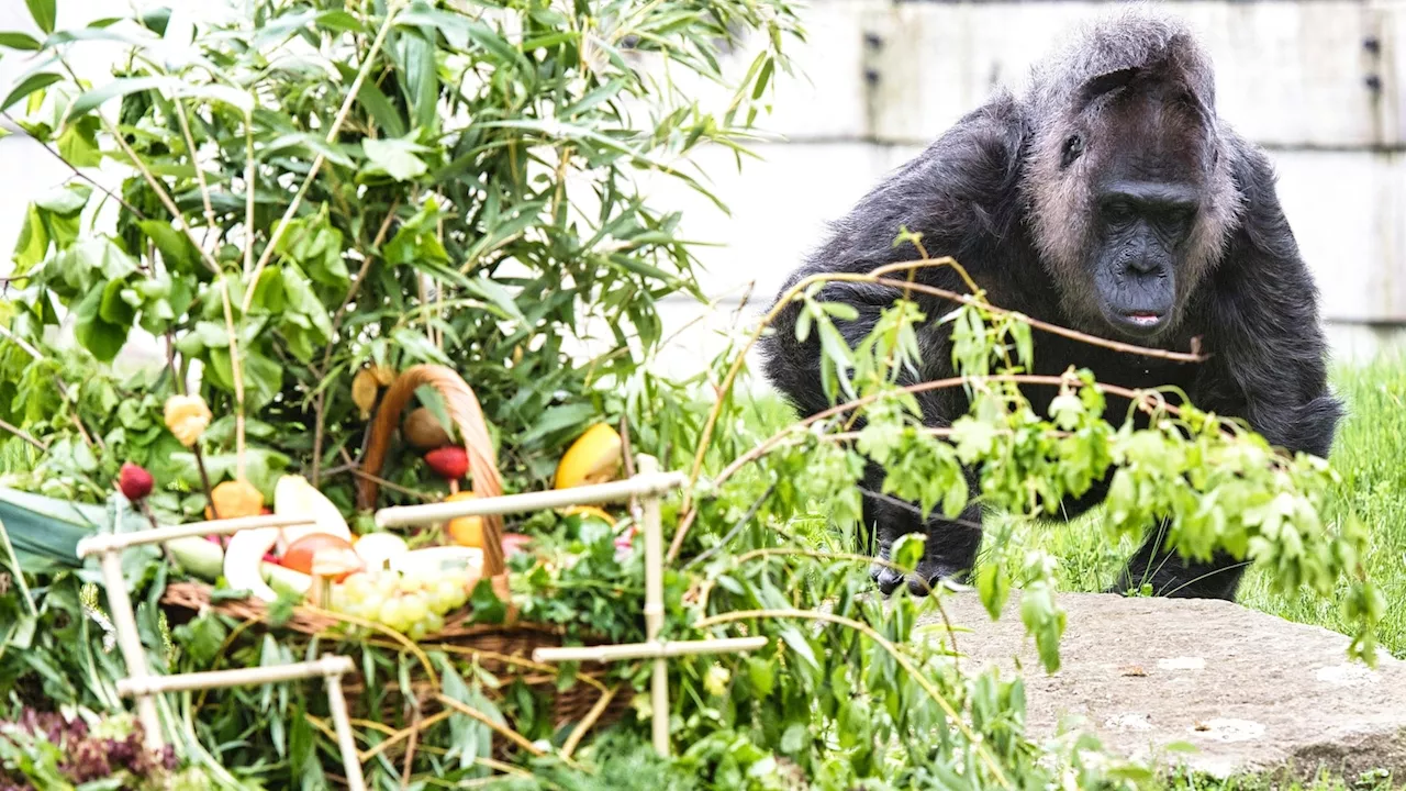 Berlin zoo celebrates birthday of Fatou, believed to be the world's oldest gorilla