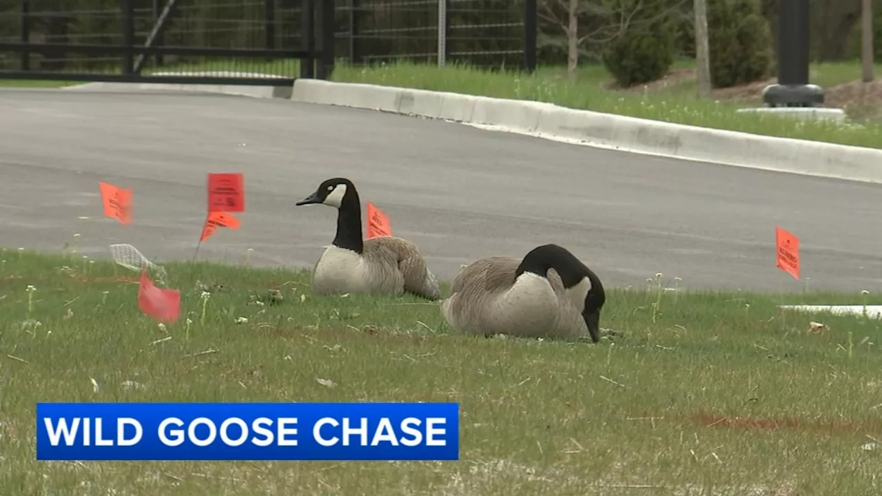 Wild Canada geese are harassing people at Woodridge police station, acting chief says