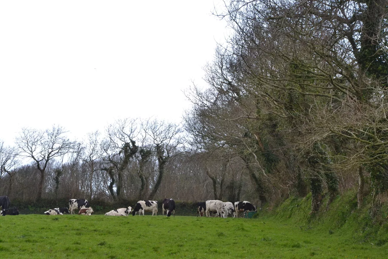 Un exploit agricole récompensé pour son engagement envers l'agroforesterie