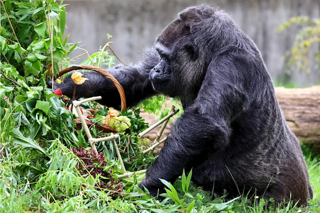 Femmina di gorilla compie 67 anni allo zoo di Berlino