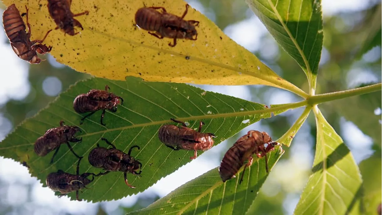 Rare Phenomenon: Two Different Species of Cicadas Emerge Simultaneously