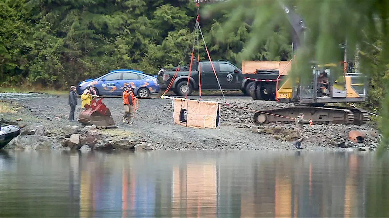 Orphaned orca: Rescue attempt begins at remote B.C. lagoon