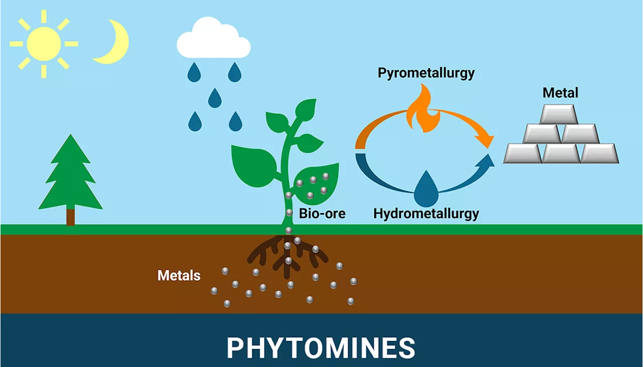 New US Phytomining Startup Aims to Provide Nickel for EV Battery Supply Chain