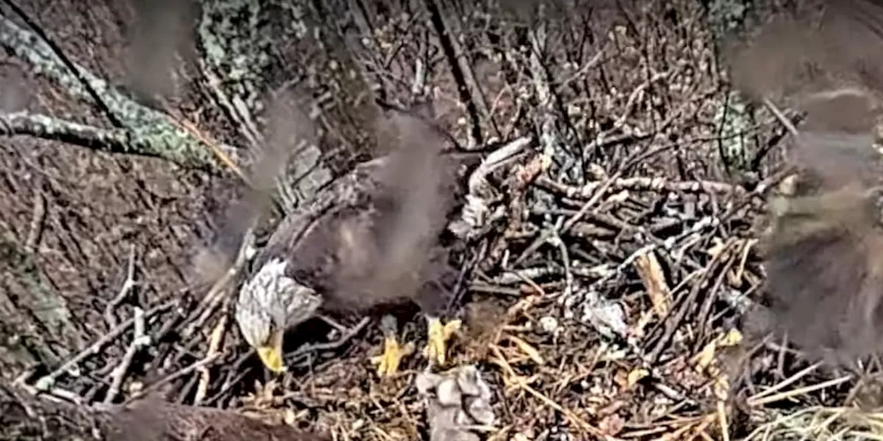 Avon Lake Bald Eagle Cam shows 3rd hatched egg of 2024 season