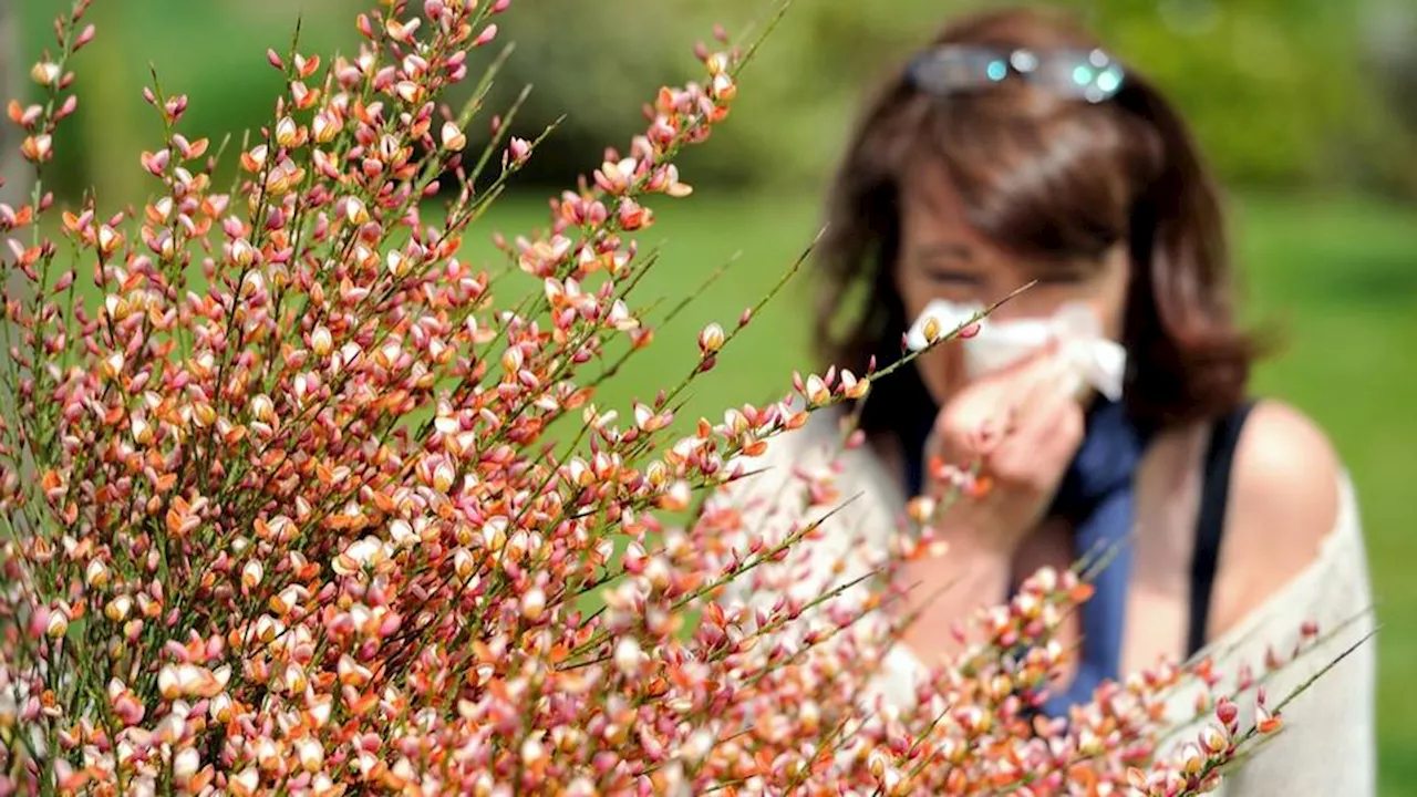 Alerte rouge aux pollens dans 75 départements français