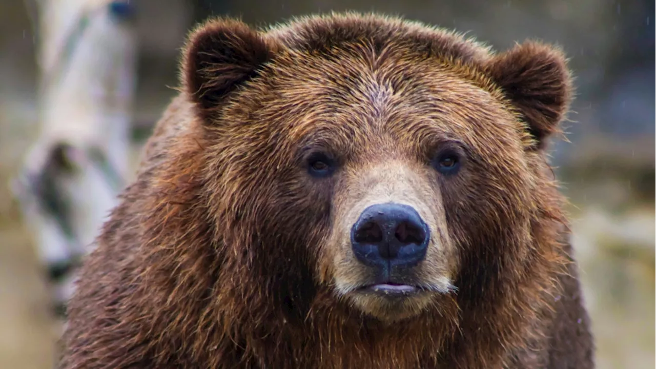 Banff National Park Implements 'No Stopping Zone' to Protect Bears