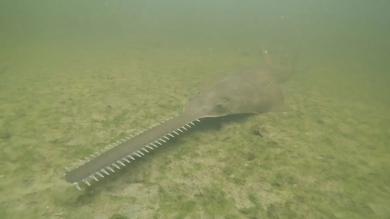 Endangered Smalltooth Sawfish Dying in Record Numbers in Florida Waters