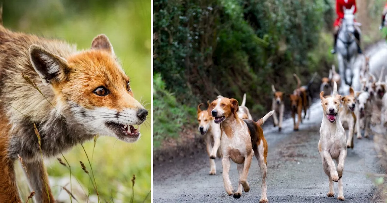Fox hunts in Scotland 'still using dogs to chase down animals' despite ban