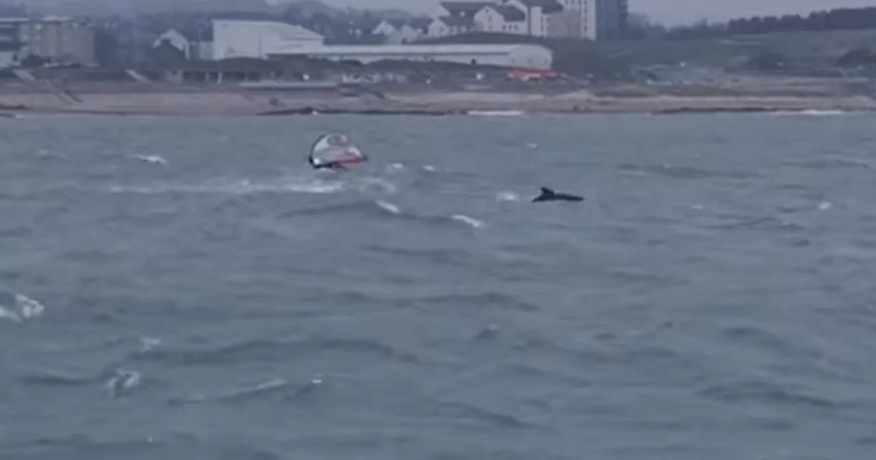 Playful Dolphins Send Windsurfer Tumbling into Water