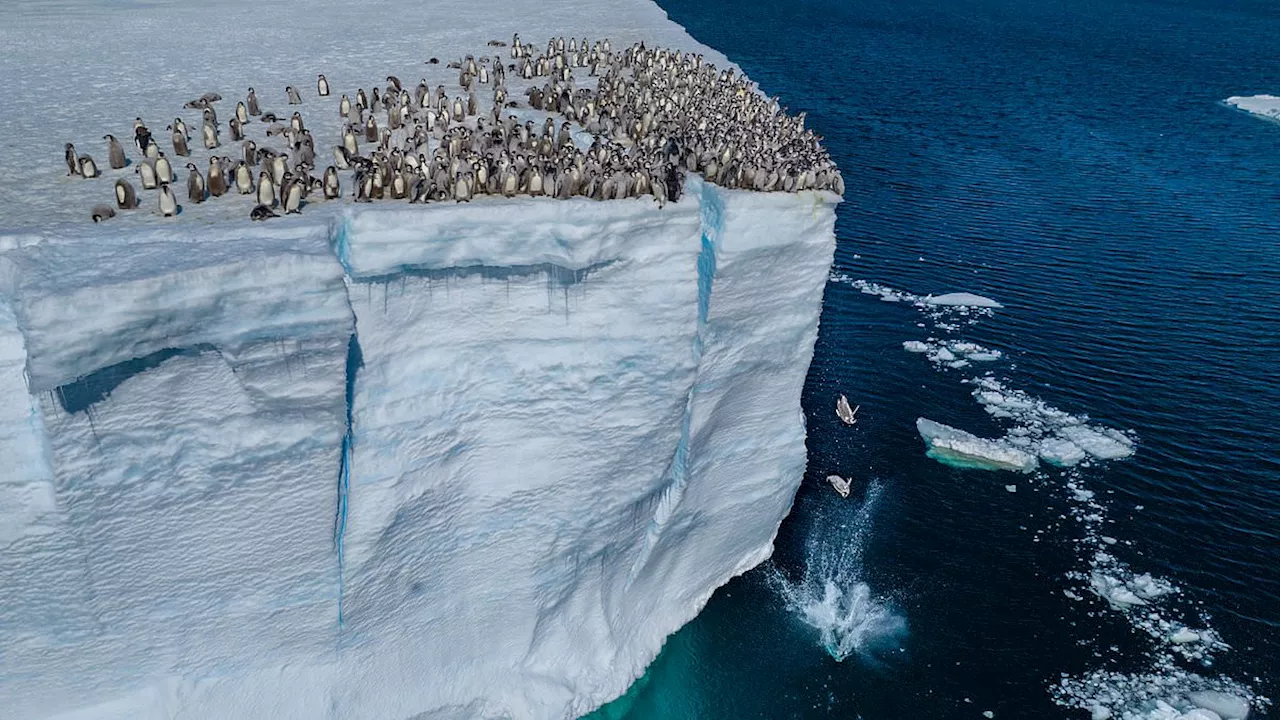 Watch the moment baby penguins jump from 50ft ice cliff in Antarctica