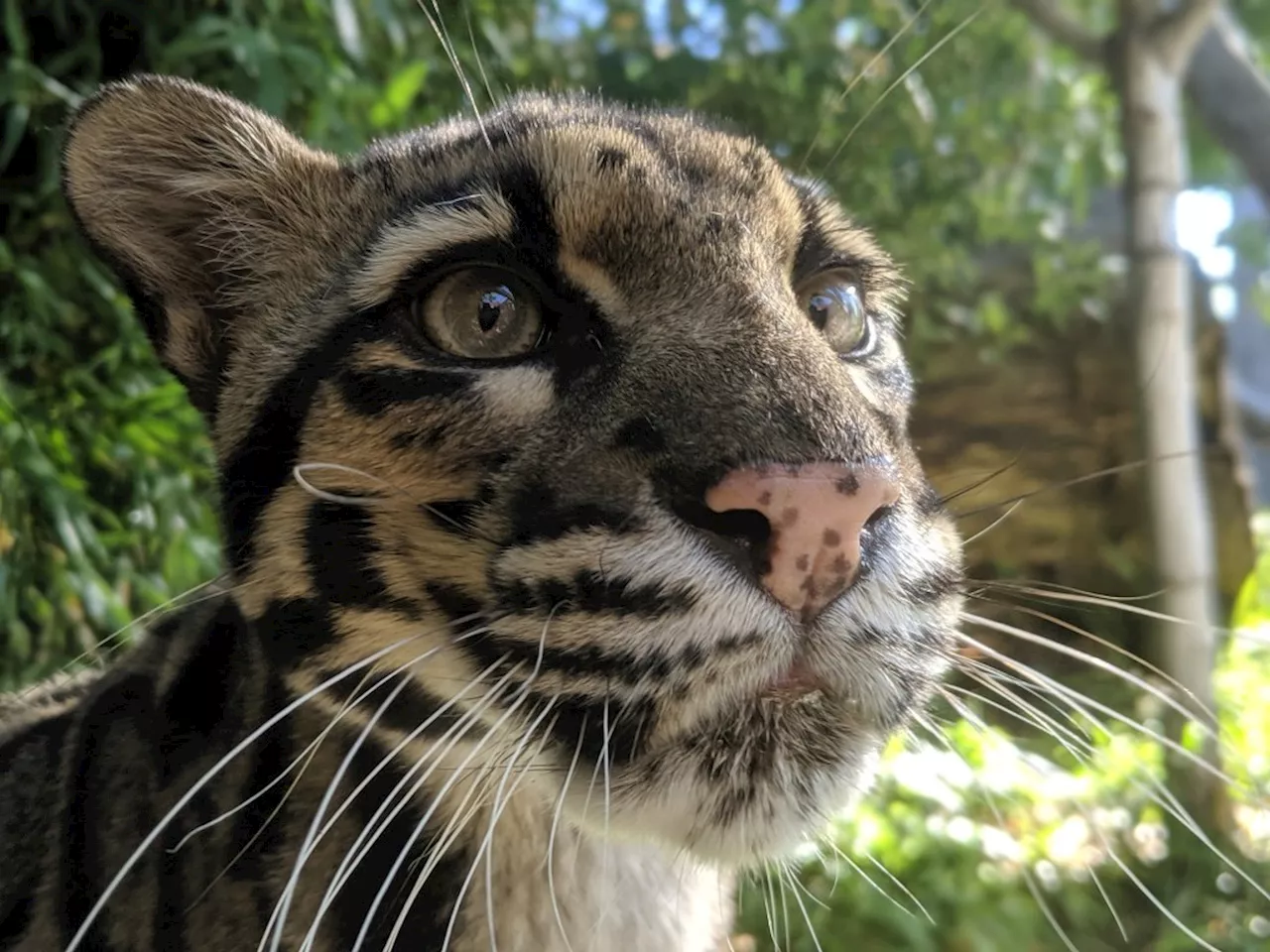 Denver Zoo’s 13-year-old clouded leopard euthanized after health complications