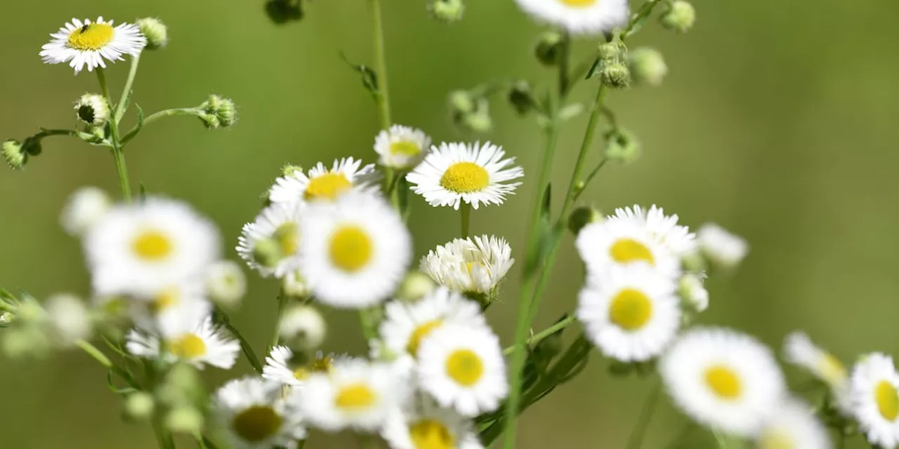 Gefährliche Pflanzenart im Garten: Das einjährige Berufkraut