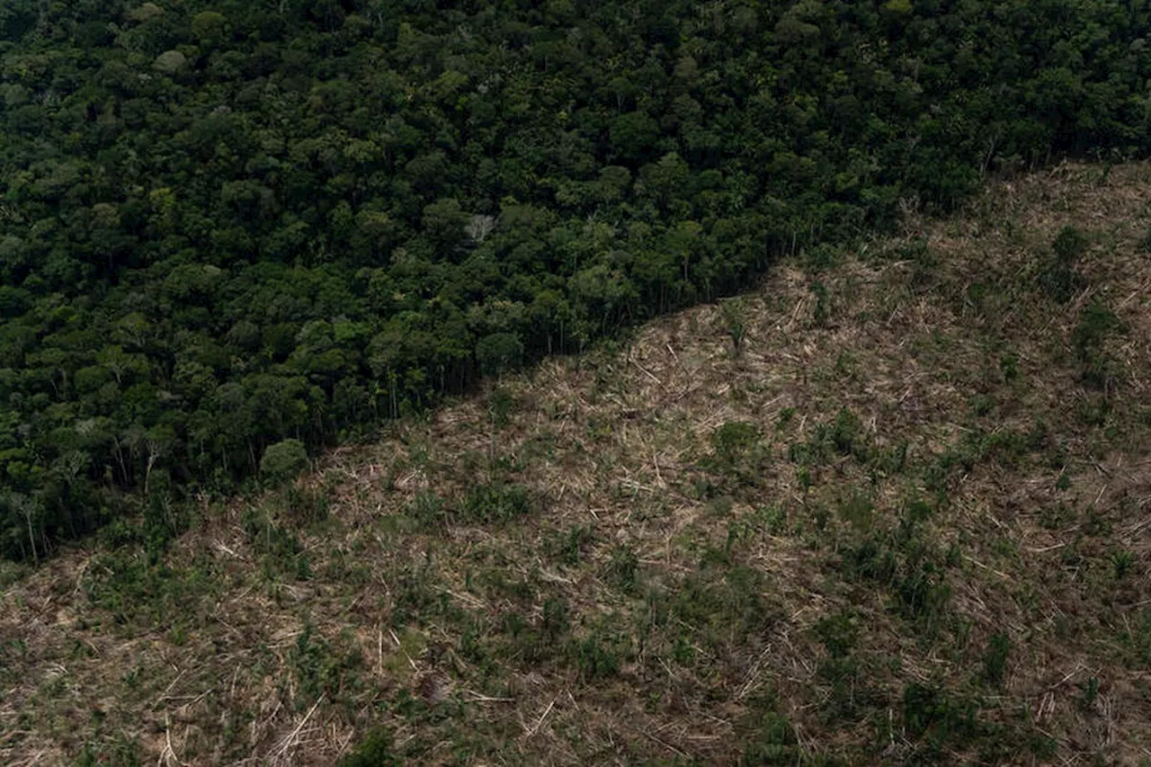 Desmatamento na Amazônia está em queda, mas aumenta no Cerrado