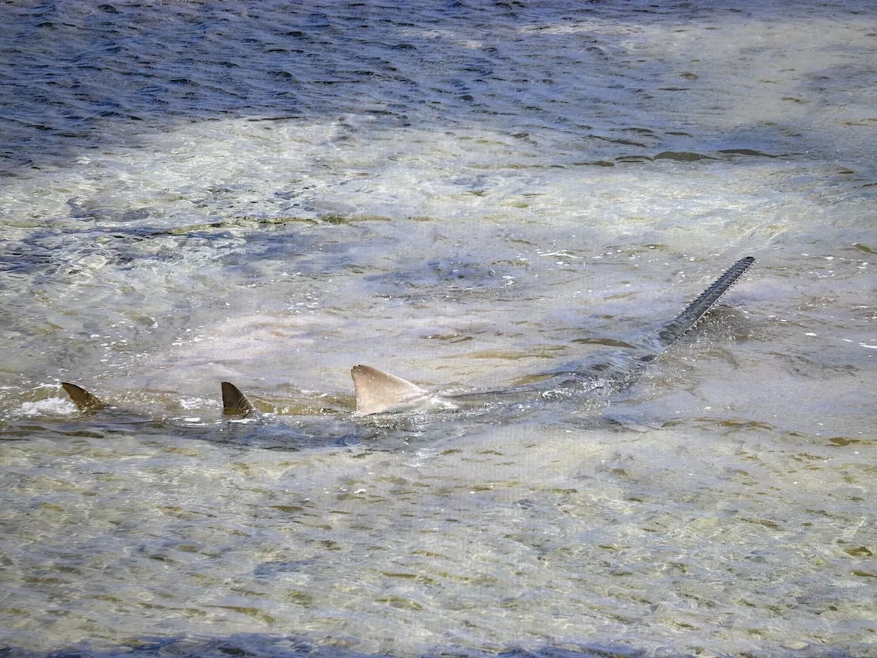 Rescue of Distressed Sawfish in Florida Keys