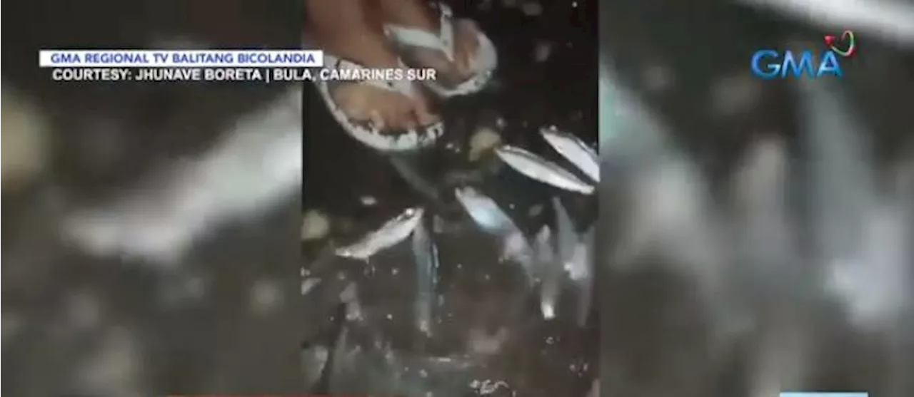 Massive Swarm of Turay Fish Seen at Beach Resort in Bula, Camarines Sur