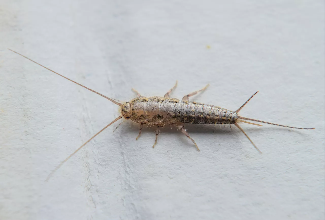 Silberfische bekämpfen: Diese Hausmittel vertreiben sie (Honig ist dabei)