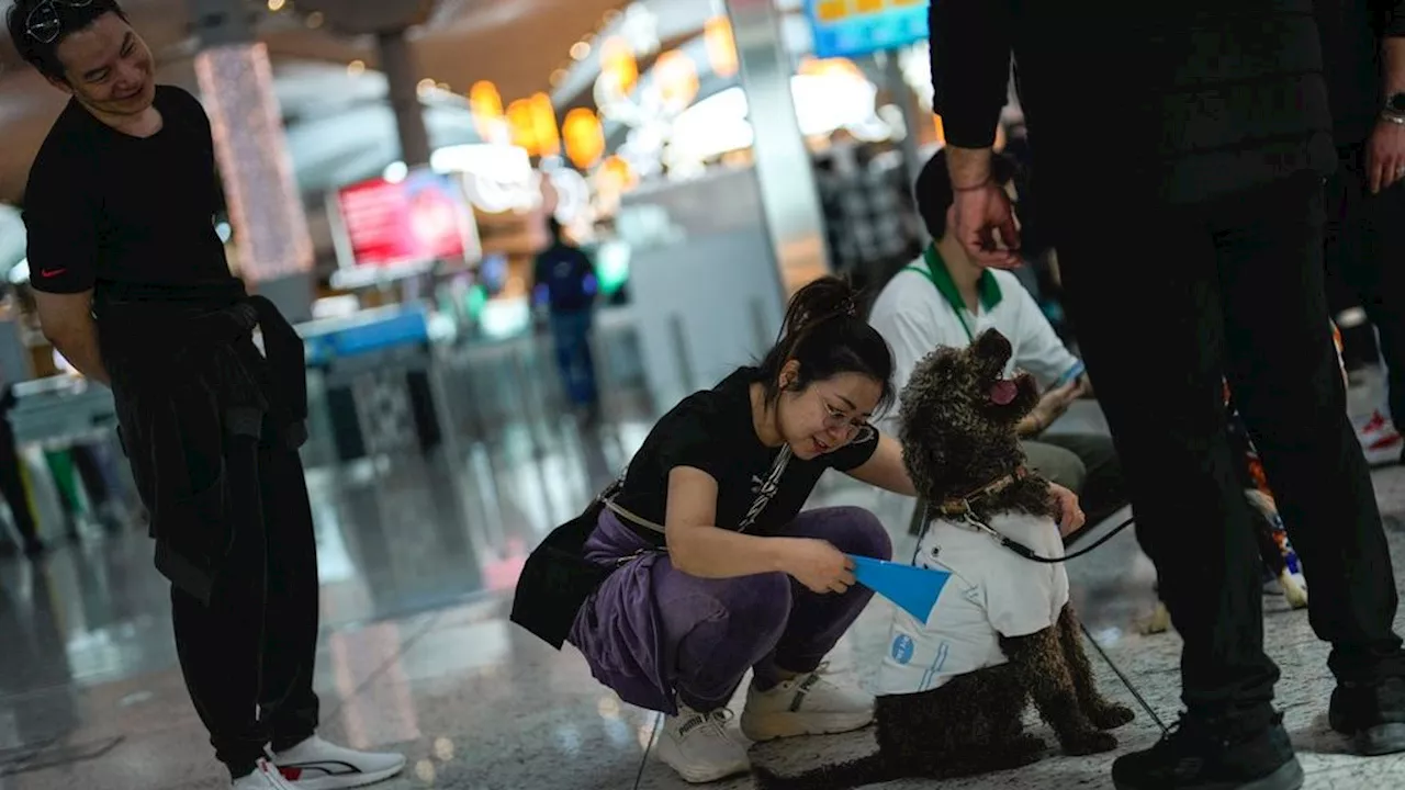 Tenang dan Senang Bersama Anjing Terapi di Bandara