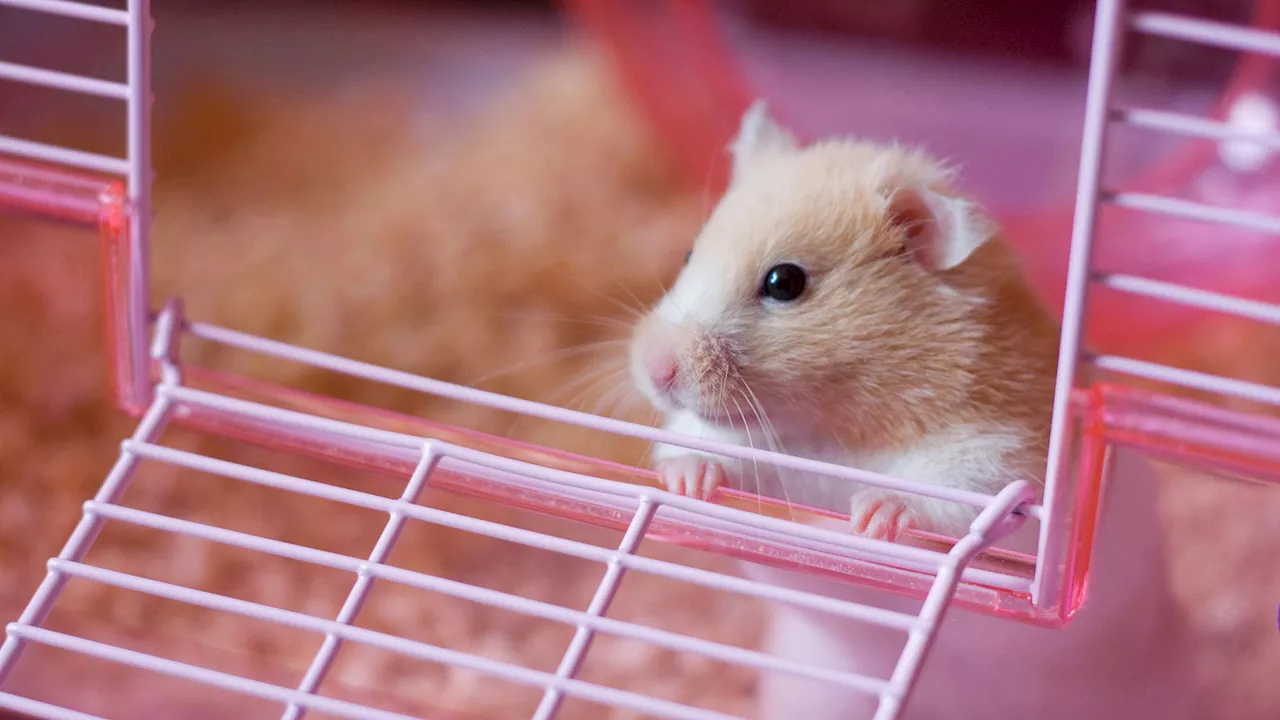 – So pflegst du einen Hamster richtig